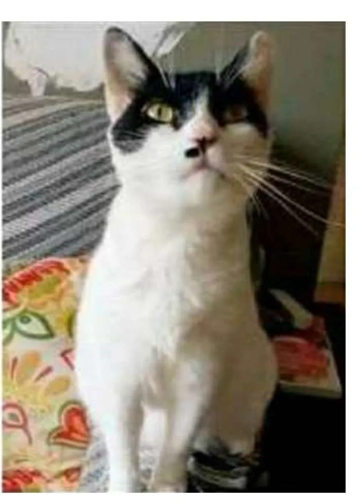 Gato ra a srd bicolor idade 2 anos nome ATHENA