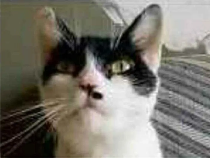 Gato ra a srd bicolor idade 2 anos nome ATHENA