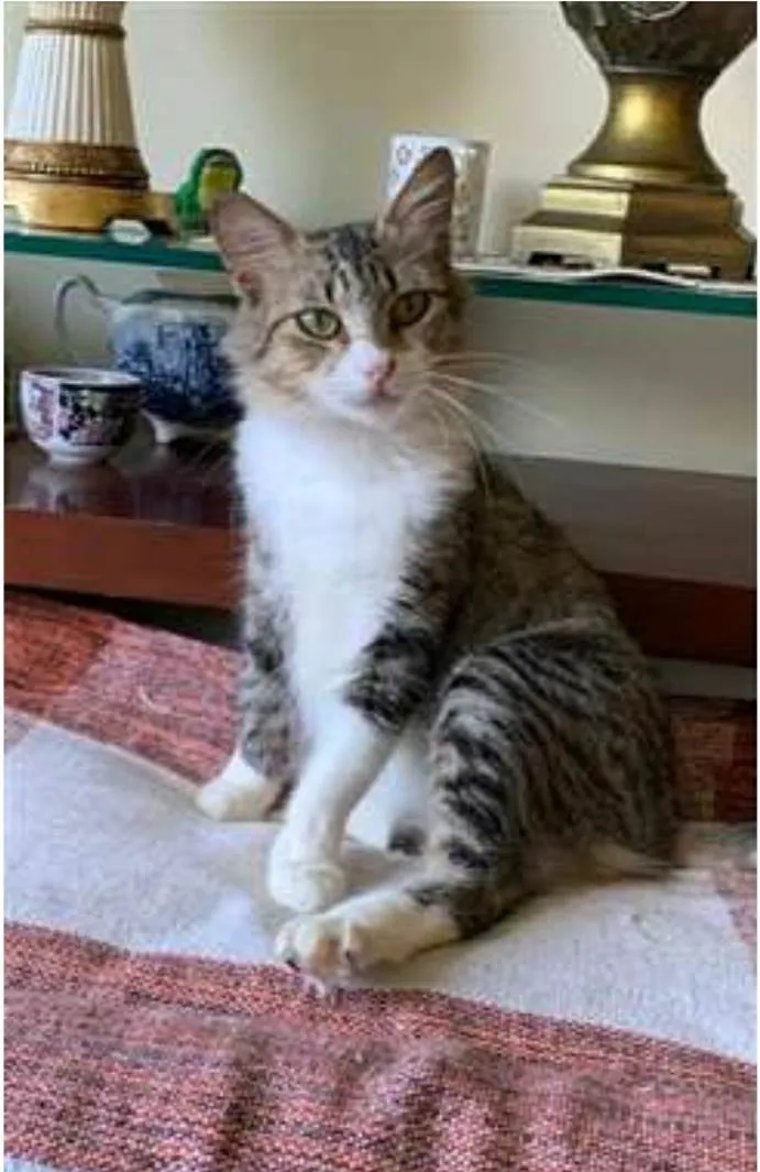 Gato ra a srd tigradinha idade 1 ano nome MINIE 