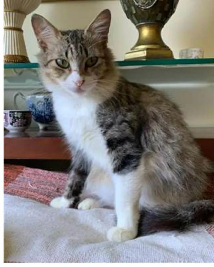 Gato ra a srd tigradinha idade 1 ano nome MINIE 