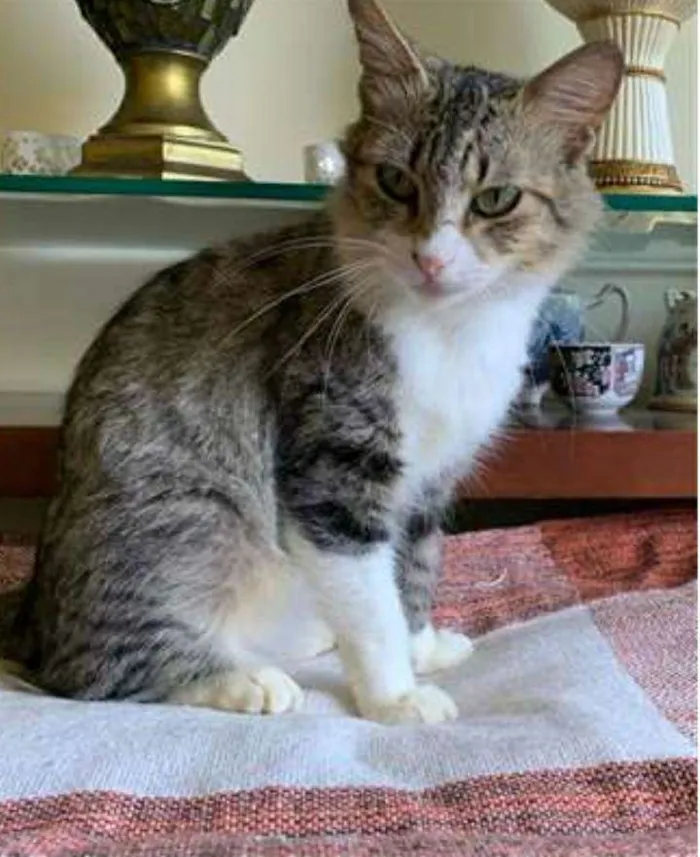 Gato ra a srd tigradinha idade 1 ano nome MINIE 