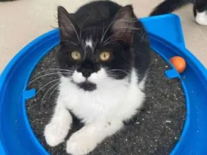 Gato raça srd frajolinha  idade 2 a 6 meses nome BÁRBARA 