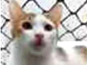 Gato raça srd bicolor idade 7 a 11 meses nome THÉO