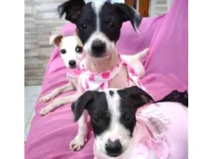 Cachorro raça srd bicolor idade 7 a 11 meses nome Nina Neném e Nala