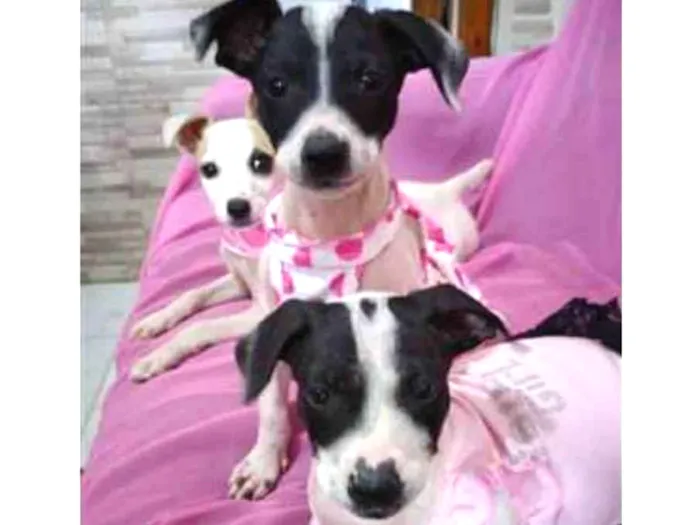 Cachorro ra a srd bicolor idade 7 a 11 meses nome Nina Neném e Nala