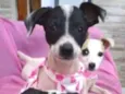 Nina Neném e Nala