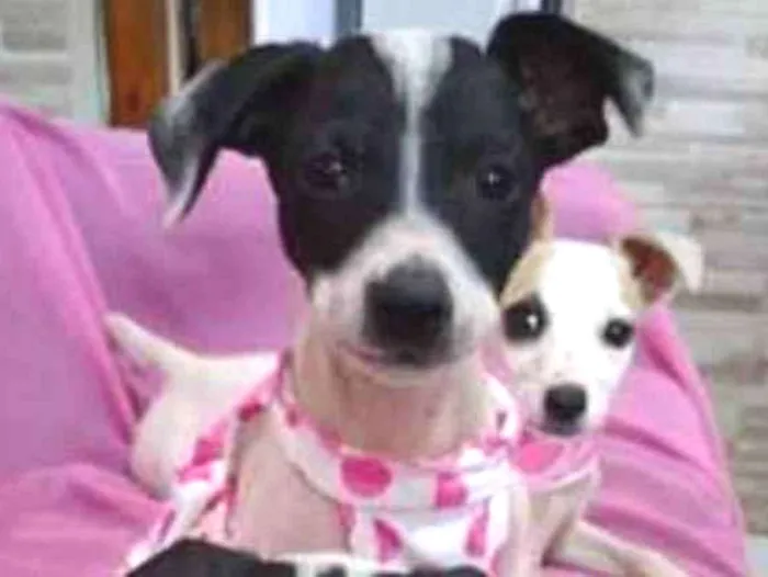 Cachorro ra a srd bicolor idade 7 a 11 meses nome Nina Neném e Nala
