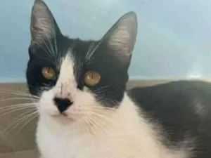 Gato raça srd frajolinha  idade 1 ano nome MAGGIE