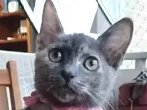 Gato raça srd bicolor idade 2 a 6 meses nome MARIA