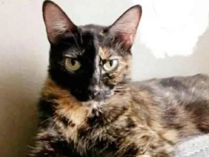 Gato ra a srd escaminha  idade 3 anos nome MAG