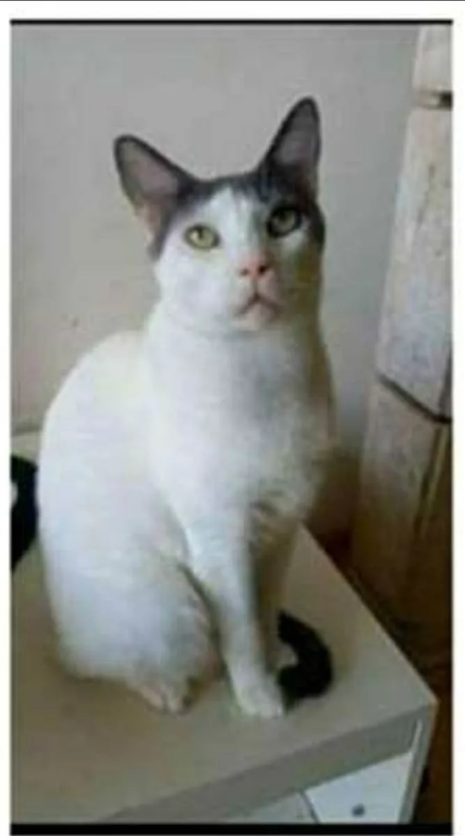 Gato ra a srd bicolor idade 1 ano nome JOHN