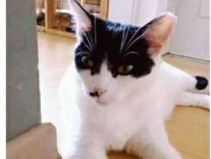 Gato ra a srd bicolor idade 2 anos nome ATHENA
