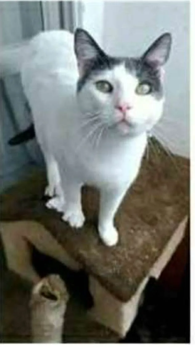 Gato ra a srd bicolor idade 1 ano nome JOHN