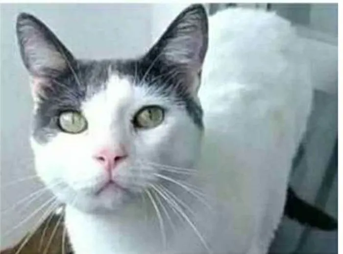 Gato ra a srd bicolor idade 1 ano nome JOHN