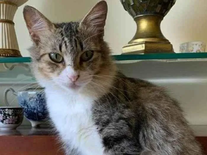 Gato ra a srd tigradinha idade 1 ano nome MINIE 