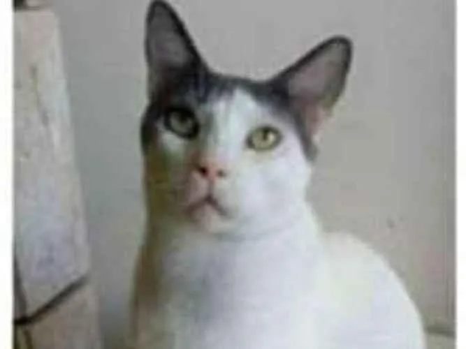 Gato ra a srd bicolor idade 1 ano nome JOHN