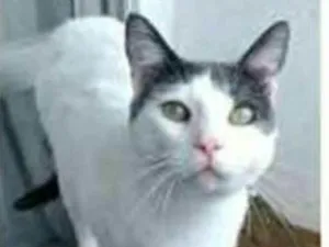 Gato raça srd bicolor idade 1 ano nome JOHN