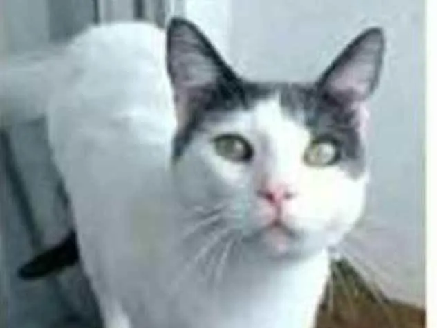 Gato ra a srd bicolor idade 1 ano nome JOHN