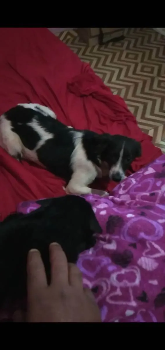 Cachorro ra a Borde collie  idade 1 ano nome Dama