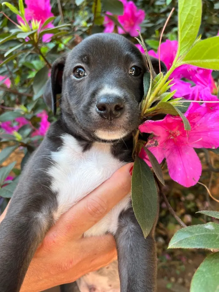 Cachorro raça SRD  idade Abaixo de 2 meses nome Sem Nome