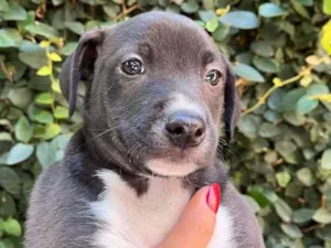Cachorro raça SRD  idade Abaixo de 2 meses nome Sem Nome