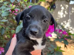 Cachorro raça SRD idade Abaixo de 2 meses nome Sem Nome