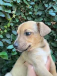 Cachorro raça SRD idade Abaixo de 2 meses nome Sem Nome