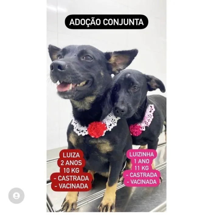 Cachorro raça  idade 2 anos nome Adoção conjunta 