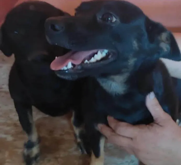 Cachorro raça  idade 2 anos nome Adoção conjunta 
