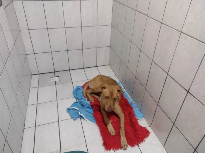 Cachorro ra a Lavrador Mestiço idade 1 ano nome Tayson