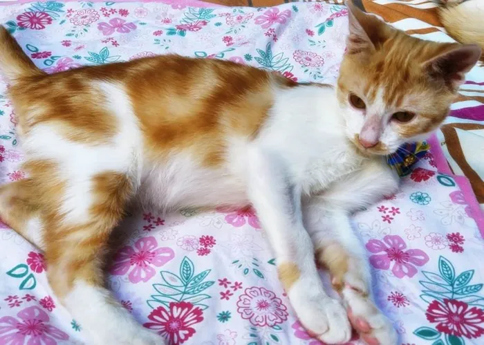 Gato raça SRD idade 2 a 6 meses nome FILOMENO LELO