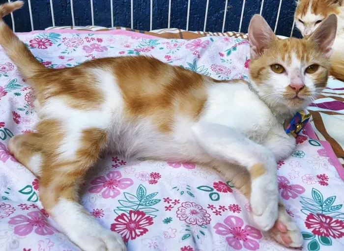 Gato raça SRD idade 2 a 6 meses nome FILOMENO LELO