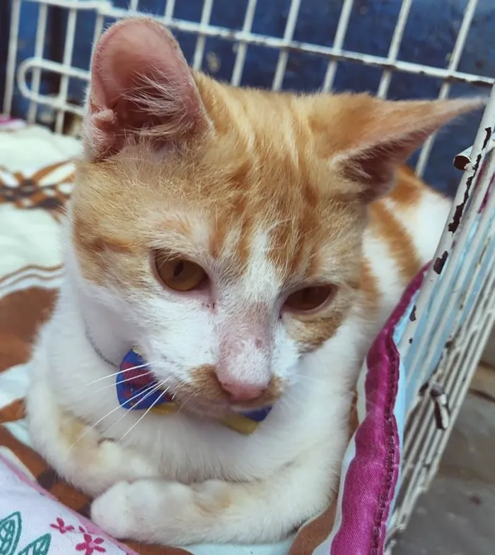 Gato raça SRD idade 2 a 6 meses nome FILOMENO LELO