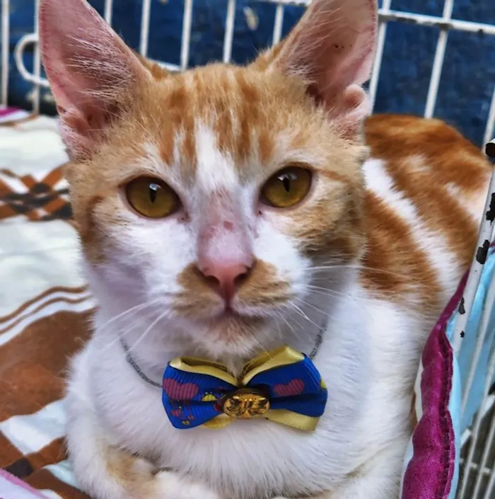 Gato raça SRD idade 2 a 6 meses nome FILOMENO LELO