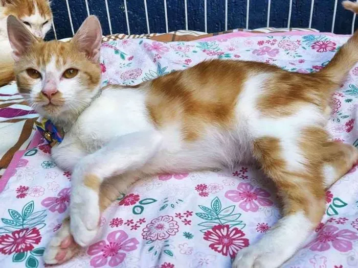 Gato raça SRD idade 2 a 6 meses nome FILOMENO LELO