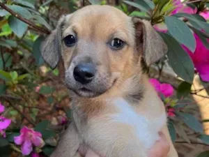 Cachorro raça SRD idade Abaixo de 2 meses nome Sem Nome