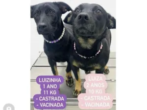 Cachorro raça  idade 2 anos nome Adoção conjunta 