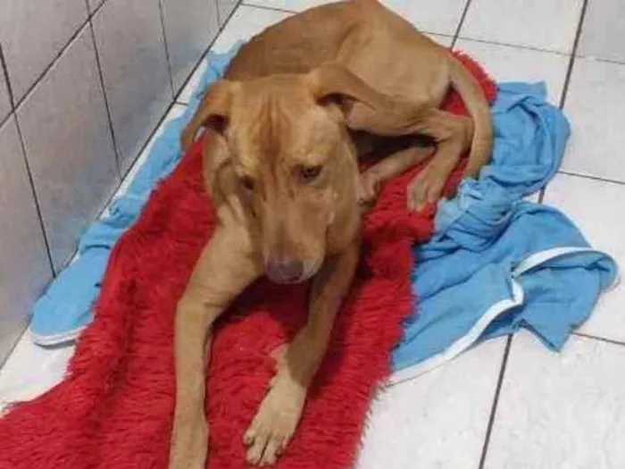 Cachorro ra a Lavrador Mestiço idade 1 ano nome Tayson