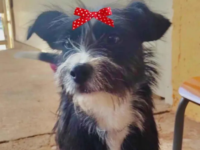 Cachorro ra a Mestiça  idade 7 a 11 meses nome Teka 