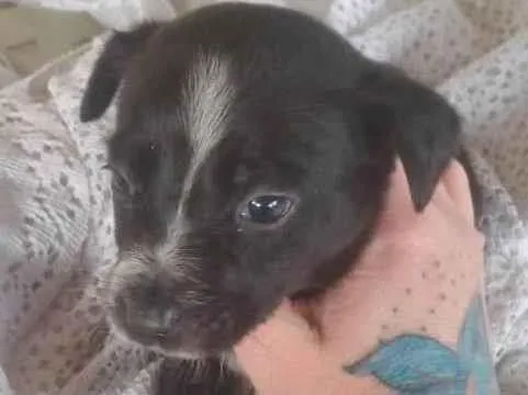 Cachorro raça SRD idade 2 a 6 meses nome MILA