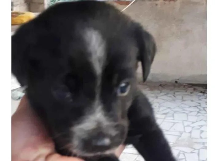 Cachorro raça SRD idade 2 a 6 meses nome MILA