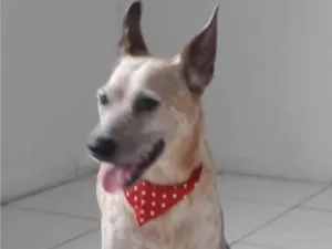 Cachorro raça SRD idade 1 ano nome MONA