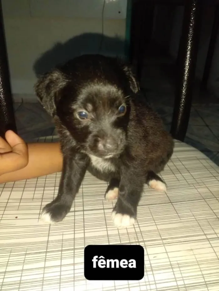 Cachorro ra a Sem raça definida  idade 2 a 6 meses nome Sem nome 