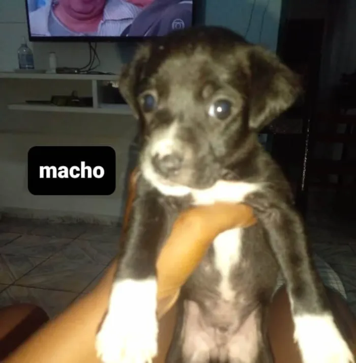 Cachorro ra a Sem raça definida  idade 2 a 6 meses nome Sem nome 