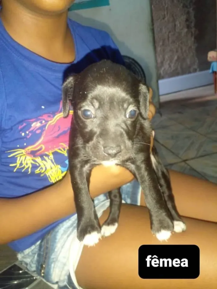 Cachorro ra a Sem raça definida  idade 2 a 6 meses nome Sem nome 