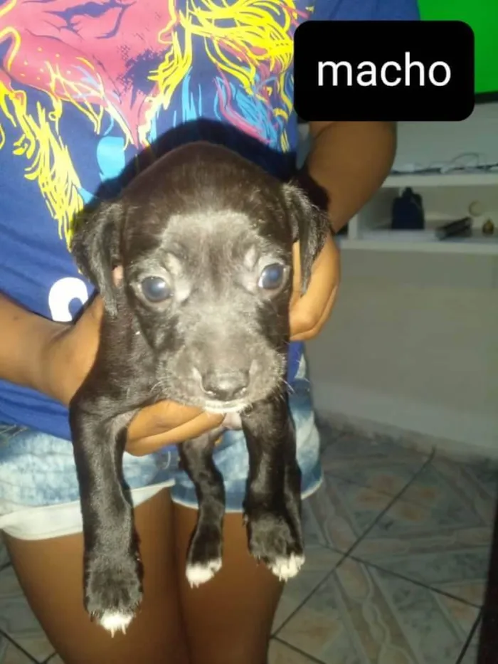 Cachorro ra a Sem raça definida  idade 2 a 6 meses nome Sem nome 