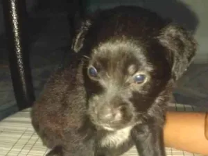 Cachorro raça Sem raça definida  idade 2 a 6 meses nome Sem nome 