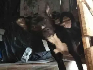 Cachorro raça Não tem  idade 3 anos nome Akiris