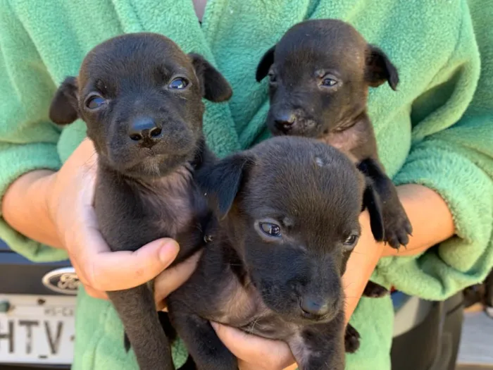 Cachorro ra a Vira Lata idade Abaixo de 2 meses nome Filhotes 