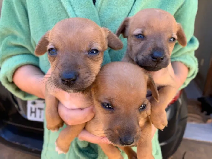 Cachorro ra a Vira Lata idade Abaixo de 2 meses nome Filhotes 